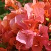 Bougainvillea 'Louis Wattan'