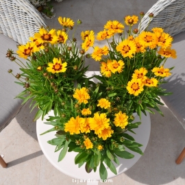 Coreopsis Grandiflora jaune fleurie