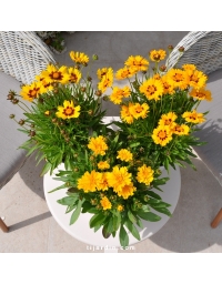 Coreopsis grandiflora