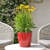 Coreopsis Grandiflora rouge-jaune fleurie