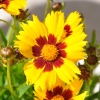 Coreopsis Grandiflora rouge-jaune fleur