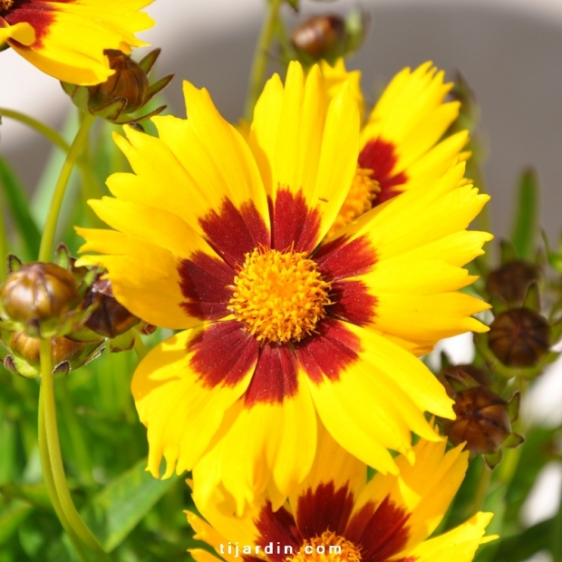 Image de Fleur Fleur Jaune Et Rouge