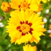 Coreopsis Grandiflora jaune-rouge fleur