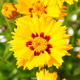 Coreopsis Grandiflora 