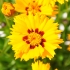 Coreopsis grandiflora