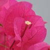 Bougainvillea 'Louisa'