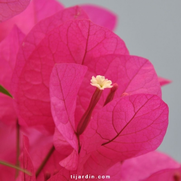 Bougainvillea 'Louisa' Bougainvillea 'Louisa'