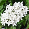 Pentas 'Graffiti' blanc fleurs