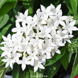 Pentas 'Graffiti' violet fleurs