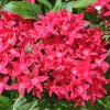 Pentas 'Graffiti' fuchsia fleurs