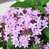 Pentas 'Graffiti' lilas fleurs