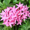 Pentas 'Graffiti' rose fleurs