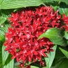 Pentas 'Graffiti' rouge fleurs