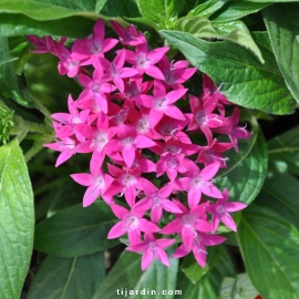 Pentas 'Graffiti' blanc fleurie