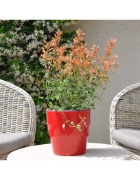 Agastache aurantiaca Kudos
