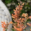 Agastache aurantiaca Kudos orange fleur