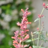 Agastache aurantiaca Kudos rose fleur