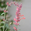 Agastache aurantiaca Kudos rose fleur