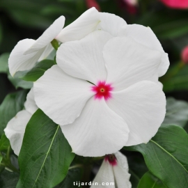 Catharanthus-Pervenche de Madagascar Blanc-Rose fleur