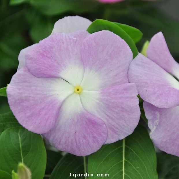 Catharanthus-Pervenche de Madagascar Blanc-Violet fleur