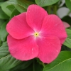 Catharanthus-Pervenche de Madagascar fuchsia fleur