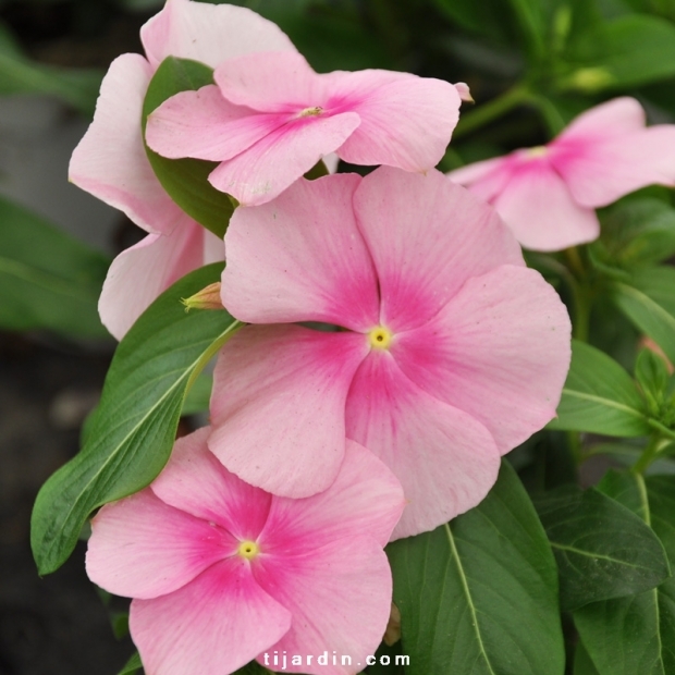 Catharanthus-Pervenche de Madagascar rose-clair fleur