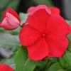 Catharanthus-Pervenche de Madagascar rouge fleur