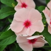 Catharanthus-Pervenche de Madagascar saumon fleur