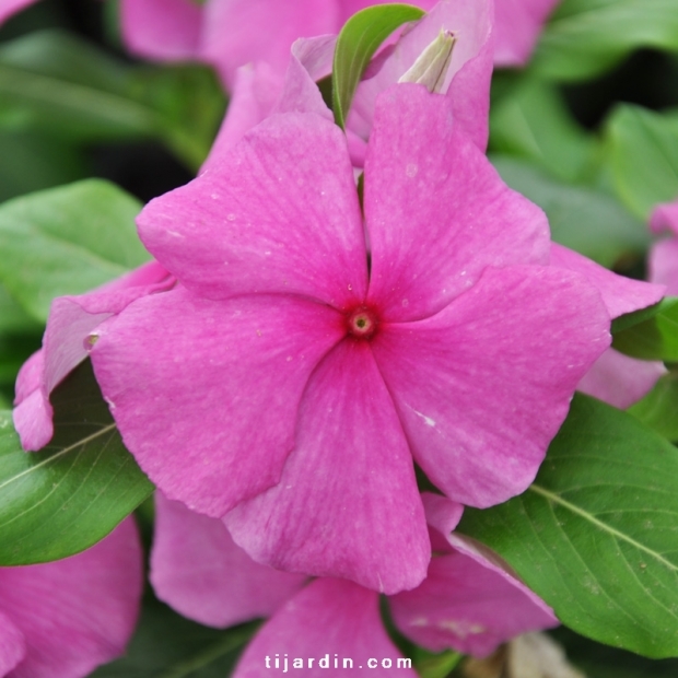 Catharanthus-Pervenche de Madagascar Violet-foncé fleur