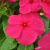 Catharanthus-Pervenche de Madagascar magenta fleur