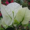 Bougainvillea 'Marie Blanc'