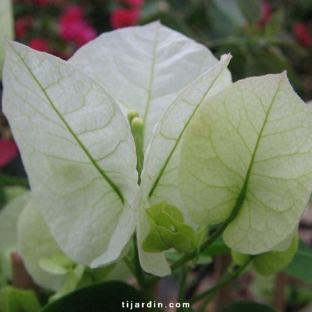 Bougainvillea 'Marie Blanc'