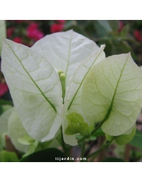 Bougainvillier 'Marie Blanc'