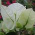 Bougainvillier 'Marie Blanc'