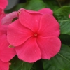 Catharanthus-Pervenche de Madagascar rose-foncé fleur