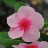 Catharanthus-Pervenche de Madagascar rose-rouge fleur