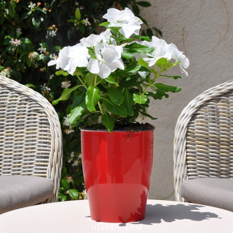 Pervenche de Madagascar : Catharanthus Roseus tons blancs - Tijardin