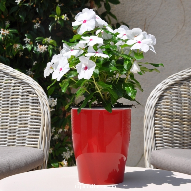 Pervenche de Madagascar : Catharanthus Roseus tons blancs - Tijardin