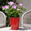 Catharanthus-Pervenche de Madagascar Blanc-Violet fleurie