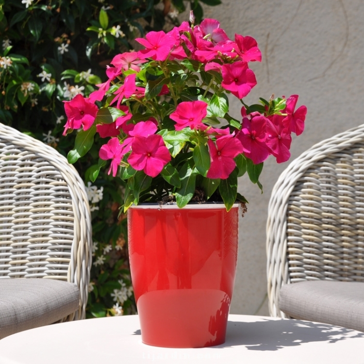 Pervenche de Madagascar : Catharanthus Roseus tons rouges - Tijardin