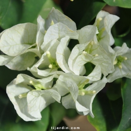 Bougainvillea 'Marie Blanc'