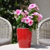 Catharanthus-Pervenche de Madagascar rose-rouge fleurie