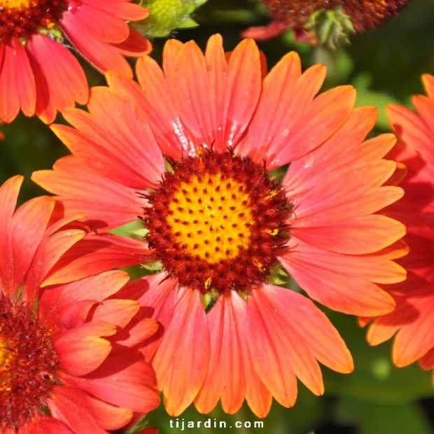 Gaillarde 'Arizona Sun' : Gaillardia à fleurs jaune-rouge - Tijardin