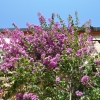 Bougainvillea specto-glabra 'Violet de Mèze'