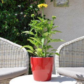 Echinacea 'Cheyenne Spirit' rose fleur