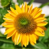 Echinacea 'Cheyenne Spirit' jaune fleur