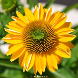 Echinacea 'Cheyenne Spirit' jaune fleur