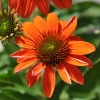 Echinacea 'Cheyenne Spirit' orange fleur