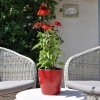 Echinacea 'Cheyenne Spirit' rouge fleurie