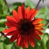 Echinacea 'Cheyenne Spirit' rouge fleur